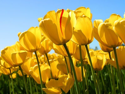 http://www.golfpartner.co.jp/199/Tulips.jpg