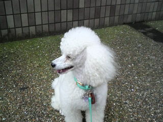 http://www.golfpartner.co.jp/271/2009070116530000.jpg