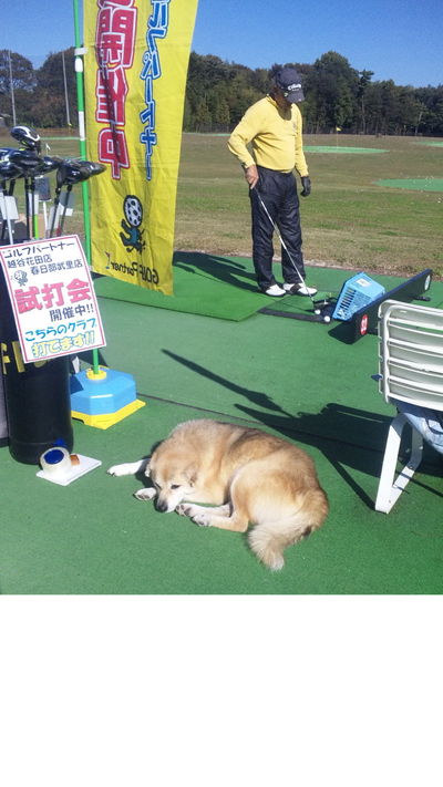http://www.golfpartner.co.jp/271/SIDADVC00816.jpg