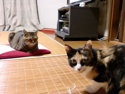 http://www.golfpartner.co.jp/380/CIMG0340.JPG