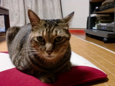 http://www.golfpartner.co.jp/380/CIMG0341.JPG