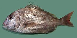 http://www.golfpartner.co.jp/387/260px-Pagrus_major_Red_seabream_ja01.jpg