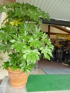 http://www.golfpartner.co.jp/532/P1020434.JPG