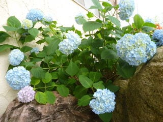 http://www.golfpartner.co.jp/532/P1020439.JPG