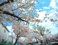 桜　駐車場