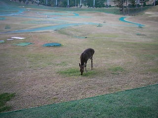 http://www.golfpartner.co.jp/533/533%20026.jpg