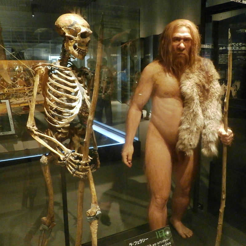 http://www.golfpartner.co.jp/536/Skeleton_and_restoration_model_of_Neanderthal_La_Ferrassie_1.jpg