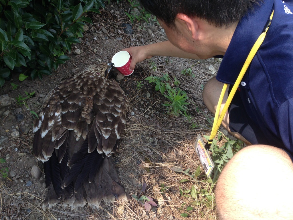 http://www.golfpartner.co.jp/554/tonbi.jpg
