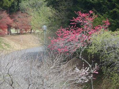 http://www.golfpartner.co.jp/565/P4160122.JPG
