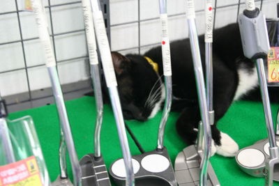 http://www.golfpartner.co.jp/568/IMG_1099.JPG