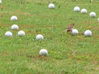 http://www.golfpartner.co.jp/587/CIMG0183.JPG