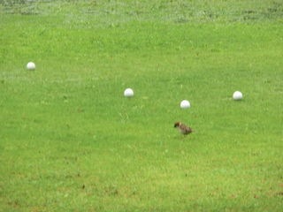 http://www.golfpartner.co.jp/587/CIMG3199.JPG