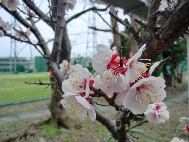 http://www.golfpartner.co.jp/587/CIMG5420.JPG