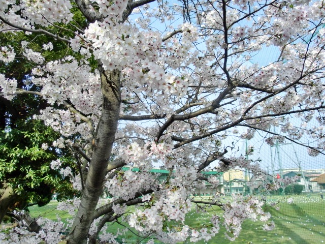 http://www.golfpartner.co.jp/587/CIMG7172.JPG
