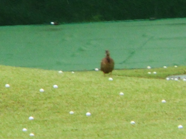 http://www.golfpartner.co.jp/587/CIMG8977.JPG