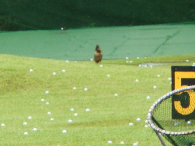 http://www.golfpartner.co.jp/587/CIMG8978.JPG