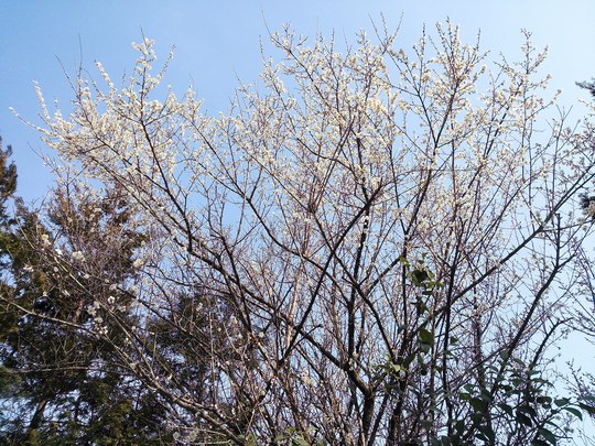 梅の花　白jpg
