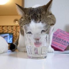 http://www.golfpartner.co.jp/962/neko.jpg