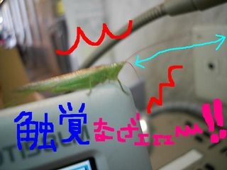 http://www.golfpartner.co.jp/983r/BATTA.JPG