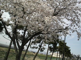 http://www.golfpartner.co.jp/983r/SAKURA.JPG