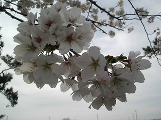 http://www.golfpartner.co.jp/983r/SAKURA3.JPG