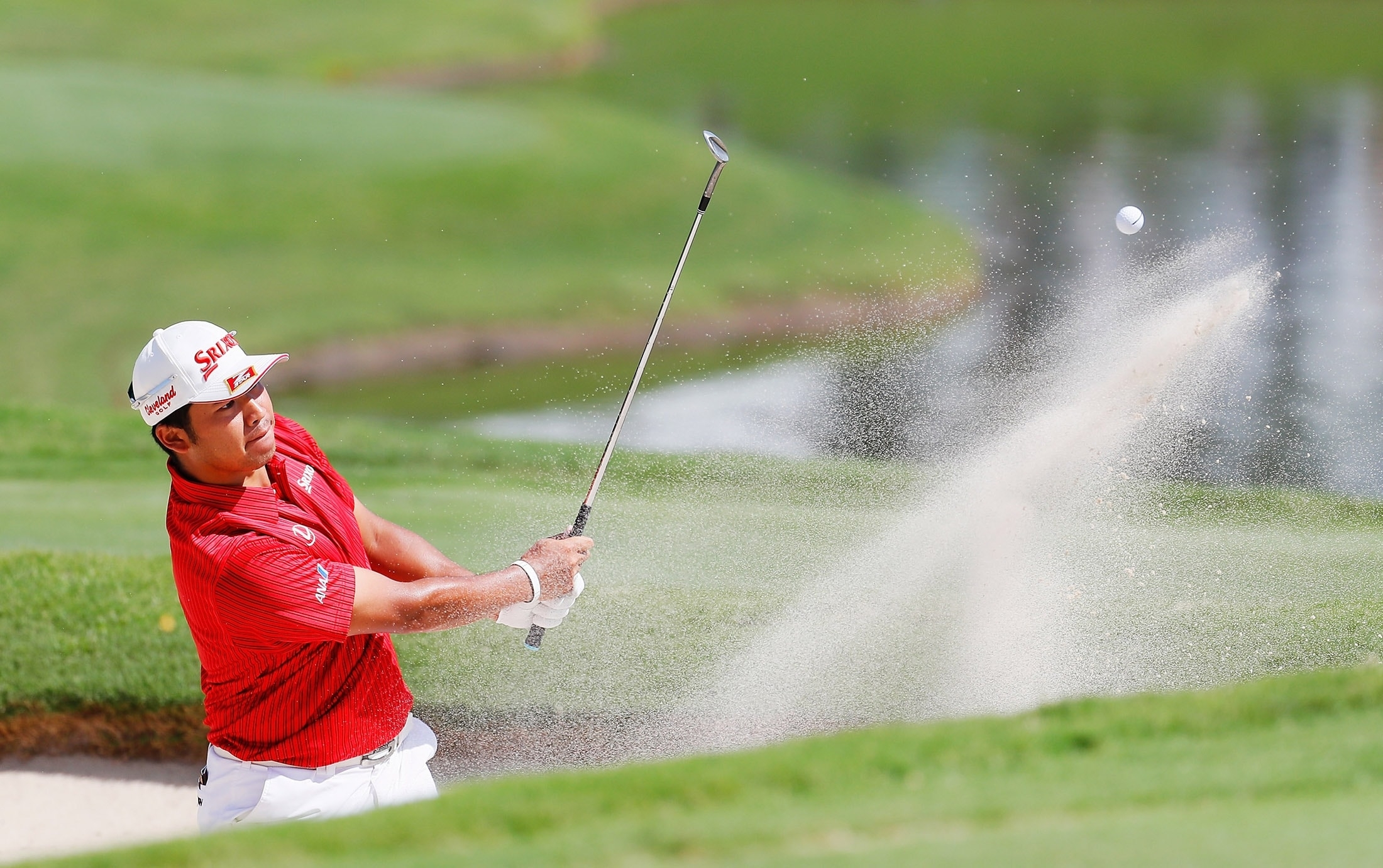 é¦ä½çºé²ãè¦ããæ¾å±±è±æ¨¹ï¼æ®å½±ï¼GettyImagesï¼