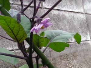 20170610_060617.jpg