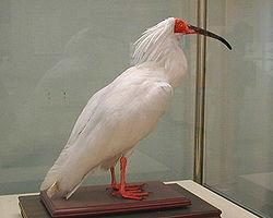 250px-Ibis_KIN.JPG