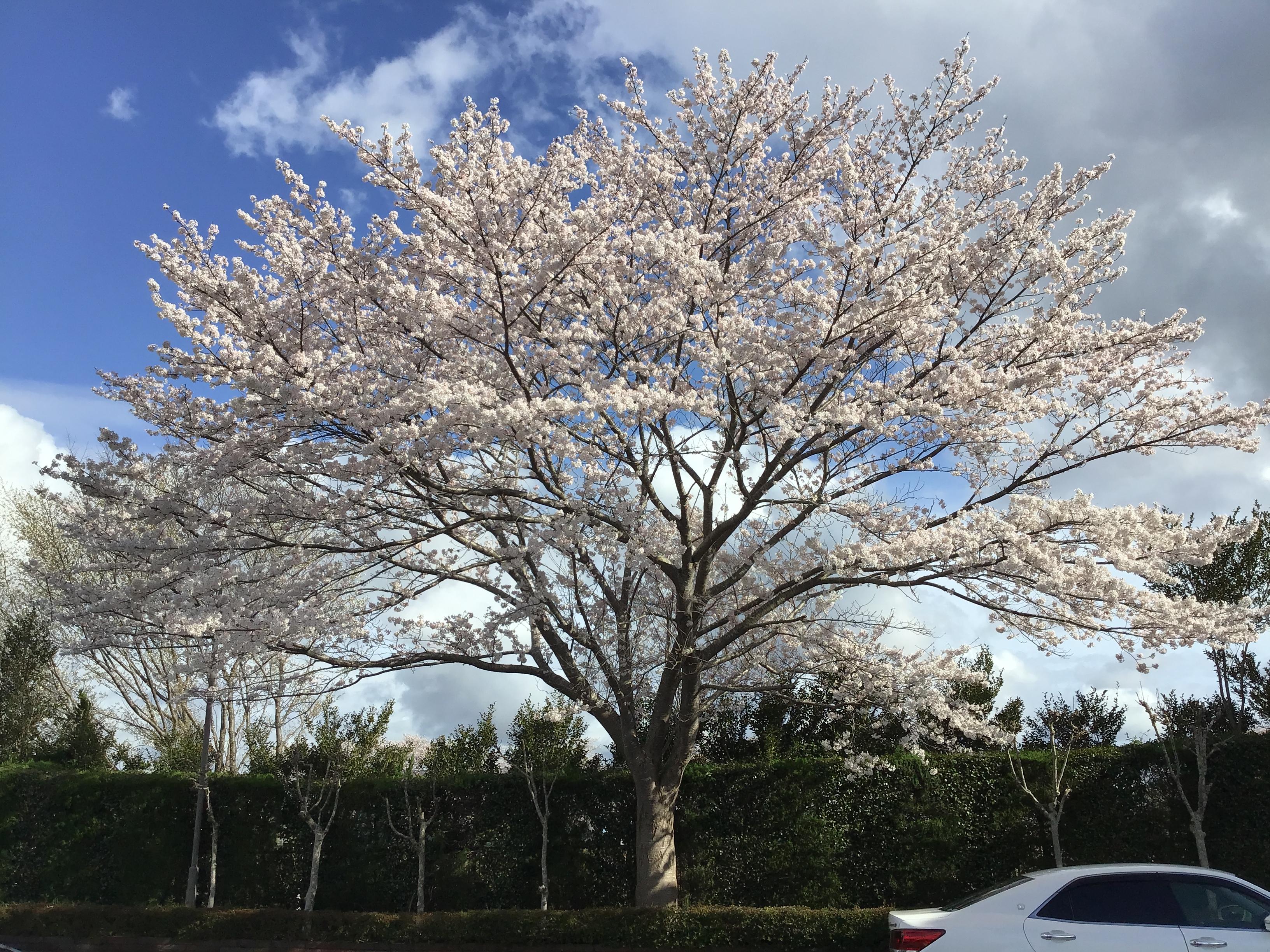 ～桜満開！～