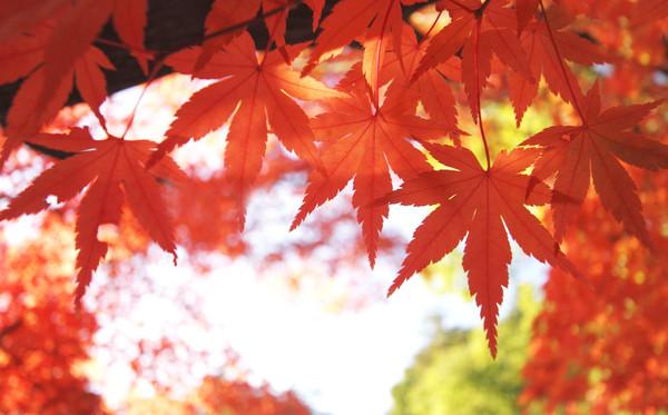 食欲の秋！紅葉の秋！買取の秋！