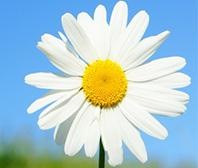 ブリジストンフラワー開花？