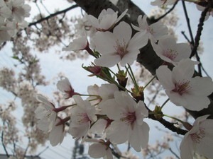 SAKURA 316.jpg