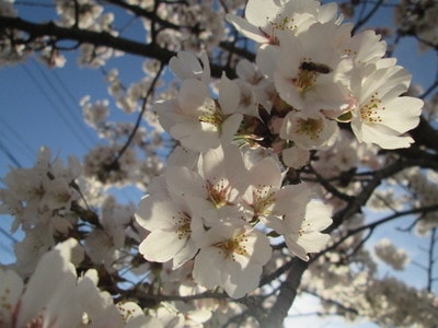 201604051.JPG