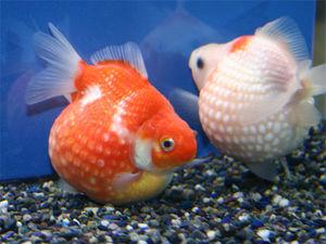 夏といえば金魚