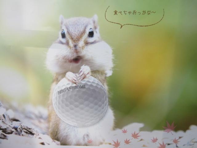 ただのカモフラちゃうよ～