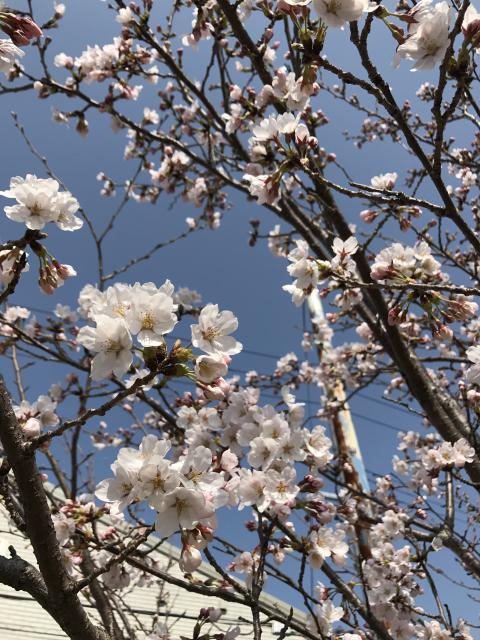 一気にきました～