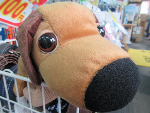 5匹入荷～