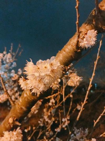 20190321 (2).JPG