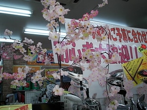 DSCI0001sakura.JPG