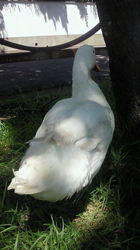 NEC_あひる3.jpg