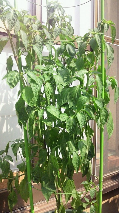 NEC_0358.jpg
