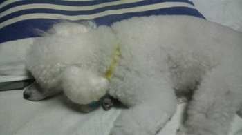 2011082320080000.jpg