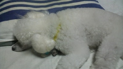 2011082320080000.jpg