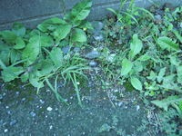 DSCN2403[1].jpg