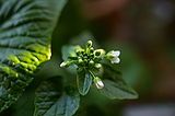 160px-Wasabi_bud.jpg