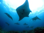 manta_20m.jpg