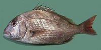 260px-Pagrus_major_Red_seabream_ja01.jpg
