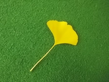 IMGP7943.JPG
