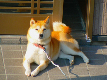 犬.bmp