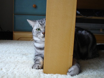 猫.jpg